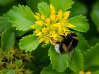 Hummel auf Sibirischen Fetthenne